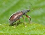 Zweifarbiger Schmalbauchr��ler (Phyllobius oblongus), ...  Fred Biberpelz 15.03.2012