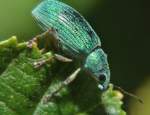 Glanzr��ler (Phyllobius pomaceus), am ...  Fred Biberpelz 16.03.2012