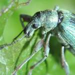 Portrait des Glanzr��lers (Phyllobius ...  Fred Biberpelz 16.03.2012