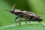 Seidenhaariger Schnellk�fer (Prosternon tessellatum), ...  Fred Biberpelz 16.03.2012