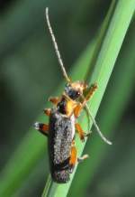 Soldatenk�fer (Cantharis fusca) an Grashalm, am 23.05.2011  ...