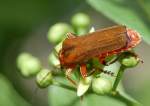 Variabler Weichk�fer (Cantharis livida), ...  Fred Biberpelz 16.03.2012