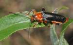 Rotschwarzer Weichk�fer (Cantharis pellucida) ...  Fred Biberpelz 16.03.2012