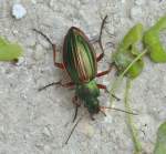 Goldgl�nzender Laufk�fer /Carabus auroniteus) ...  Fred Biberpelz 16.03.2012