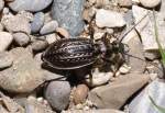 K�rniger Laufk�fer (Carabus granulatus), ...  Fred Biberpelz 16.03.2012