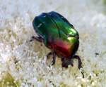 Rosenk�fer (Cetonia aurata) in ...  Fred Biberpelz 16.03.2012
