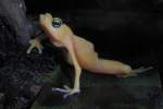 Kleiner Frosch ...  Pat_42 17.03.2012
