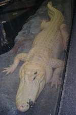  Albinogator  im Zoo von ...  Pat_42 17.03.2012