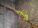 Cham�leon im Zoo von ...  Pat_42 17.03.2012