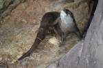 Zwergotter im Zoo von ...  Pat_42 17.03.2012