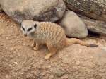 Erdm�nnchen im Zoo von ...  Pat_42 17.03.2012