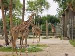 Giraffen im Zoo von ...  Pat_42 17.03.2012