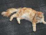 Leo der norwegische waldkater ...  Sebastian S�ss 17.03.2012