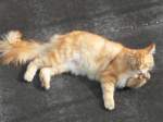 Leo der norwegische waldkater ...  Sebastian S�ss 17.03.2012