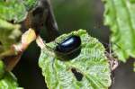 Ein Erlenblattk�fer (Agelastica alni) ...  Fred Biberpelz 18.03.2012