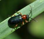 Ein Rothalsiges Getreideh�hnchen (Oulema ...  Fred Biberpelz 18.03.2012