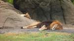 Ein L�wenp�rchen macht Siesta im Zoo von Houston, TX (27.05.09) ...