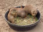 Pr�riehunde im Zoo von ...  Pat_42 18.03.2012