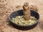 Pr�riehund im Zoo von ...  Pat_42 18.03.2012