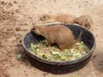 Pr�riehund im Zoo von ...  Pat_42 18.03.2012