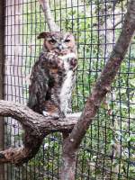 Uhu im Zoo von ...  Pat_42 18.03.2012
