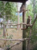 Uhus im Zoo von ...  Pat_42 18.03.2012