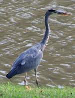 Ardea (Gro�e Reiher) (61 Fotos)
