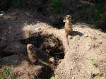 Niedliche Erdm�nnchen im Zoo ...  Andreas Niedermeyer 18.03.2012