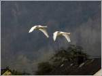 Standortwechsel f�r die Schw�ne ...  De Rond Hans und Jeanny 21.03.2012