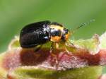 F�r den Cryptocephalus frenatus ...  Fred Biberpelz 23.03.2012