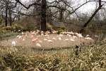 Rosaflamingo und Chileflamingo. Foto:Zoo ...  Reinhard Korsch 26.03.2012