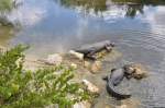 Alligatoren in den Everglades,Florida.M�rz ...  ferdinand baumgartner 26.03.2012