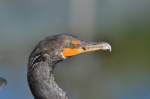 OHRENSCHARBE,Kormoran,schwarz,oranger Schnabelansatz.Everglades,Florida,M�rz 2012.Mehr Naturbilder ...  ferdinand baumgartner 26.03.2012