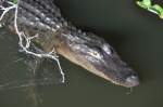 Alligator in den Everglades,Florida.M�rz ...  ferdinand baumgartner 26.03.2012
