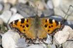Nymphalidae, Gro�er Fuchs, Nymphalis ...  Kurt Greul 01.04.2012