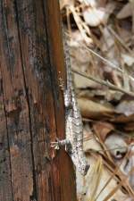 Eidechse an ...  Pat_42 01.04.2012