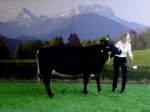 Schwarzbunte str�ubt sich anl�sslich ...  JohannJ 03.04.2012