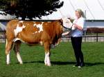 Fleckviehkalbin wird anl�sslich des ...  JohannJ 03.04.2012
