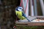 Eine Blaumeise auf der ...  Andr� Breutel 04.04.2012