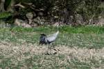 Ein Kranich auf einem ...  Andr� Breutel 06.04.2012
