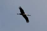 Ein Kranich �stlich vom ...  Andr� Breutel 06.04.2012