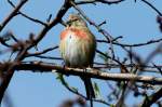 Ein H�nfling singt am ...  Andr� Breutel 06.04.2012