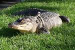 Alligator mit nasser Schnauze ...  Pat_42 07.04.2012