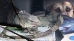 Fahrenden Zoo: Neben dem ...  Pat_42 07.04.2012