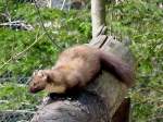 Baummarder(Martes martes)l�sst im Nationalparkzentrum ...  JohannJ 08.04.2012