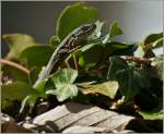 Neugierig schaut ...  Christine Wohlfahrt 08.04.2012