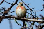Ein H�nfling singt am ...  Andr� Breutel 08.04.2012