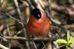 Ein Gimpel in unserem ...  Andr� Breutel 08.04.2012