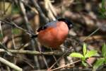 Ein Gimpel in unserem ...  Andr� Breutel 08.04.2012