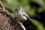 Eine Haubenmeise in unserem ...  Andr� Breutel 08.04.2012